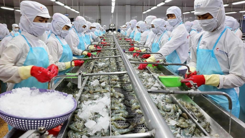 Công văn số 5029/VPCP-TH của Văn phòng Chính phủ: V/v tháo gỡ vướng mắc khó khăn cho các doanh nghiệp thủy sản